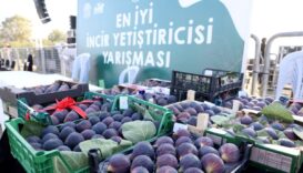 11. Akçalar İncir Festivali 14 Eylül’de başlıyor