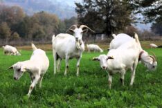 Kocaeli Büyükşehir Belediyesi’nin desteğiyle yem maliyetleri düştü, verim arttı