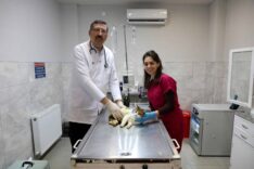 Bursa Büyükşehir Belediyesi, Yaralı Kedinin Tedavisini Başarıyla Tamamladı