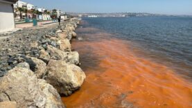 Tekirdağ Sahillerindeki Deniz Suyu Renk Değişimi Mevsimsel Alg Patlamasıyla Açıklandı