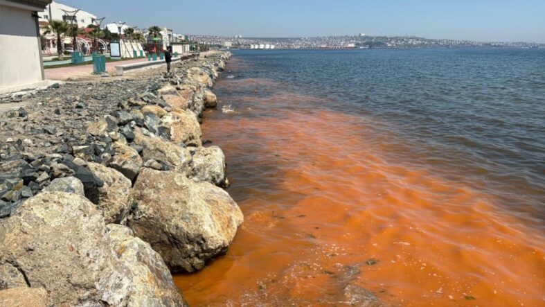 Tekirdağ Sahillerindeki Deniz Suyu Renk Değişimi Mevsimsel Alg Patlamasıyla Açıklandı